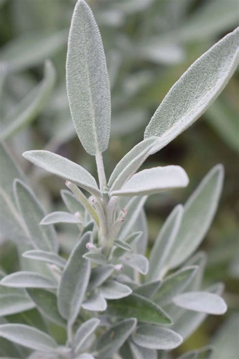 10 Great Sage Companion Plants + 7 To Avoid | Boreal Bloom Homestead