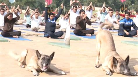 Dog Doing Yoga Poses With Humans On International Yoga Day Is Worth A Watch