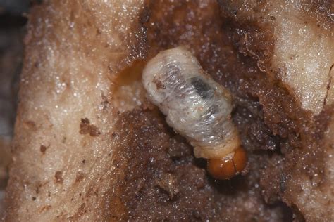 Corm weevil, Cosmopolites sordidus
