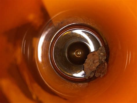 Insects eating sheetrock? - DoItYourself.com Community Forums