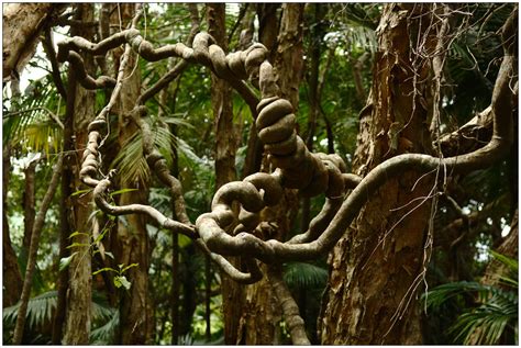 Image result for Self-Strangulation Challenge