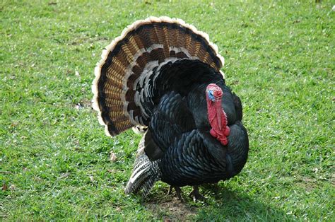 Do Turkeys Lay Eggs? Best Understanding Turkey Reproduction - The ...