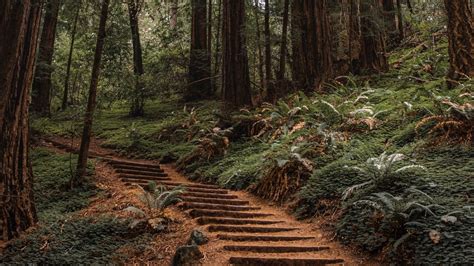 Wallpaper forest, trees, stairs, climb, nature hd, picture, image