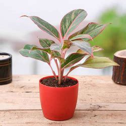 140 BEST GARDEN PLANTS IN KERALA |Top Wholesale nursery garden in ...