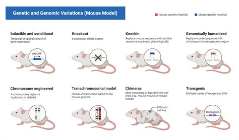 Genetic Modification Variation Definition 的图像结果