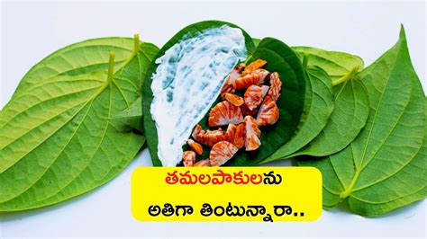 Betel Leaf: Excessive Eating Of Betel Leaves Increases Bp And Causes ...
