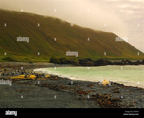 Buckles Bay, Macquarie Island, Australian Antarctic Stock Photo - Alamy