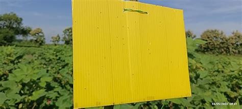 Chipku® Yellow Sticky Trap Pack of 25TrapsFor Garden & Agriculture to ...