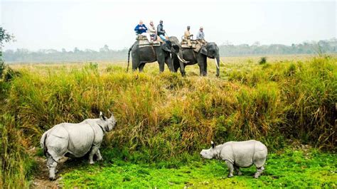 Aayush Holidays - Book Kaziranga Safari at Best Price and Other Top ...
