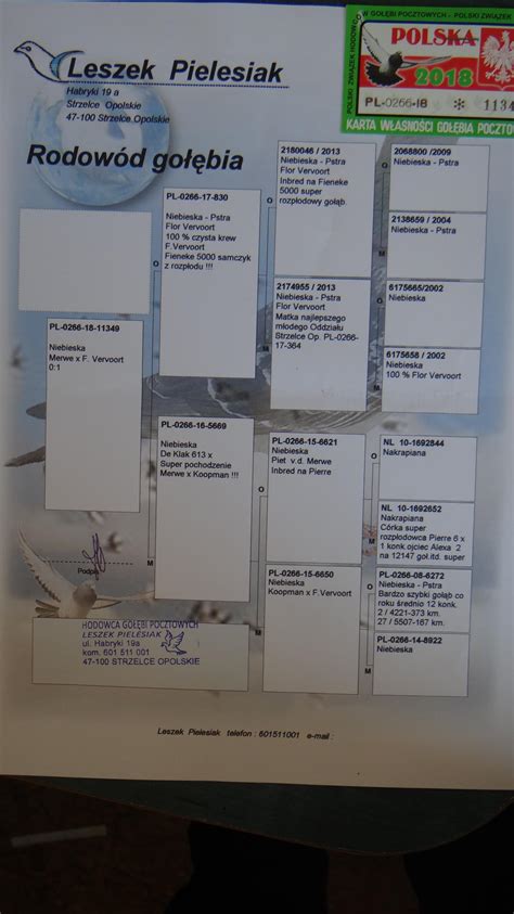 PL-0266-18-11349 - Profesjonalny portal aukcyjny gołębi pocztowych ...
