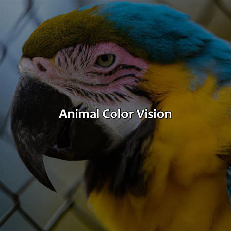 How Animals See Color 的图像结果