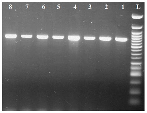 Antimicrobial Resistance of Lactobacillus johnsonii and Lactobacillus ...