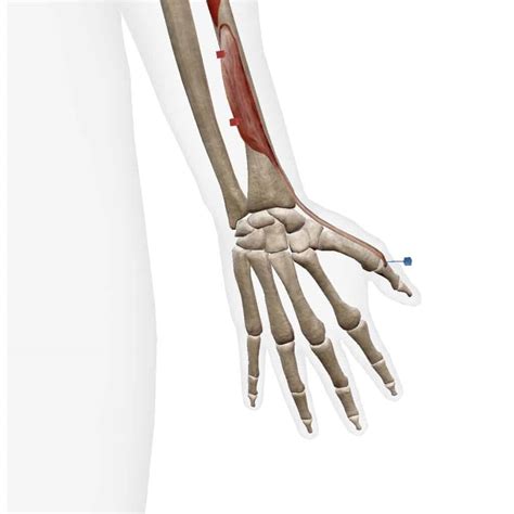 Extensor Pollicis Brevis - Kettlebell Monster