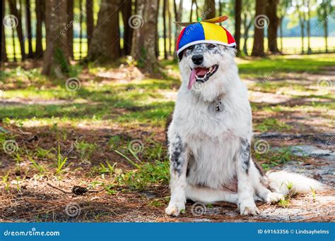 Dog Wearing Propeller Beanie Stock Photo - Image of happy, friendly ...