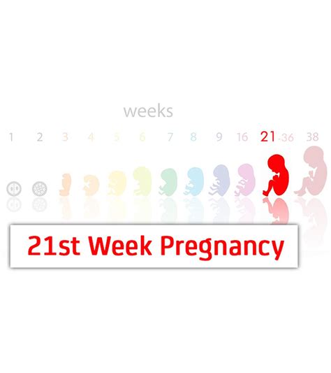5 Stages Of Pregnancy: Month-By-Month Development & Changes