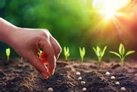 Miracle GardenLandscaping- Gardening, Lawn & Landscaping