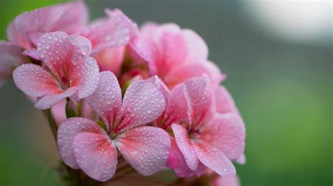 Pink Macro Flower Photography