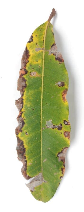 Image result for Mango Leaf Problems