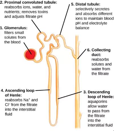 The Kidneys and Osmoregulatory Organs