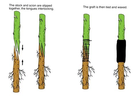 Propagation and Nursery Management for Fruit Crop - Unit III - Budding ...