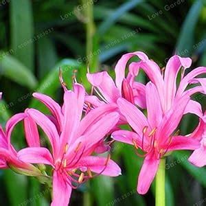 Powder Lycoris Seeds Lycorisnatural Growth Seeds Diy Home Garden- Seeds ...
