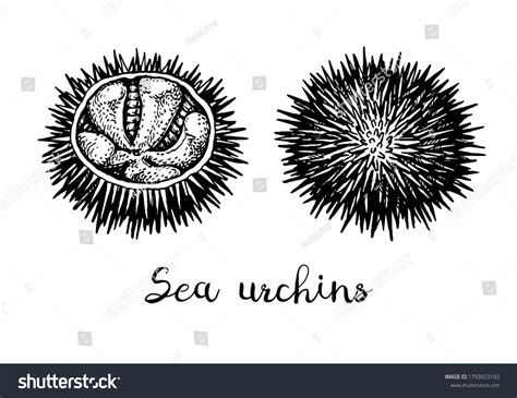 Sea Urchin Drawing 20+ Sea Urchin Hedgehog Stock Illustrations,