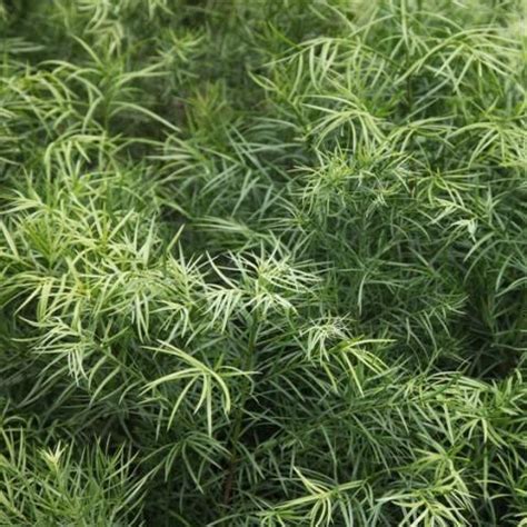 Beautiful Podocarpus Chinensis & Oleander Plant - Add a Touch of Green ...
