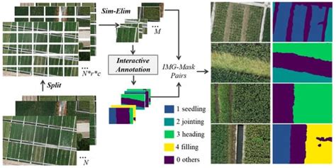 Automated Rice Phenology Stage Mapping Using UAV Images and Deep ...