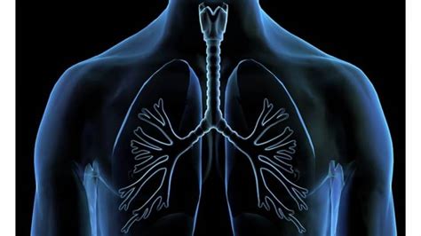 Researchers have found that fatty tissues accumulate in the airway ...