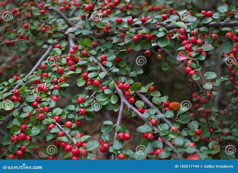 Abundance of Small Red Berries on a Bush, Autumn Stock Photo - Image of ...
