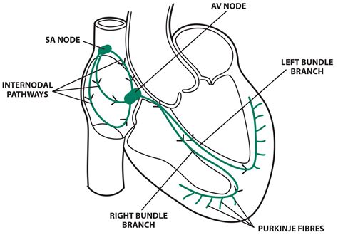 Electrical Conduction Of The Heart