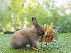 Image result for Baby Rabbit Cartoon