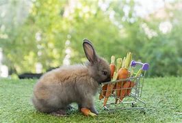 Image result for Cute Brown Baby Rabbit Filtred