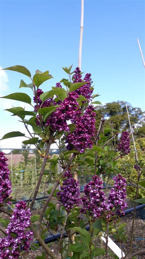 Purple Lilac - Wykeham Mature Plants