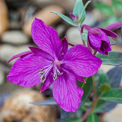 Dwarf fireweed (Epilobium latifolium) Flower, Leaf, Care, Uses - PictureThis