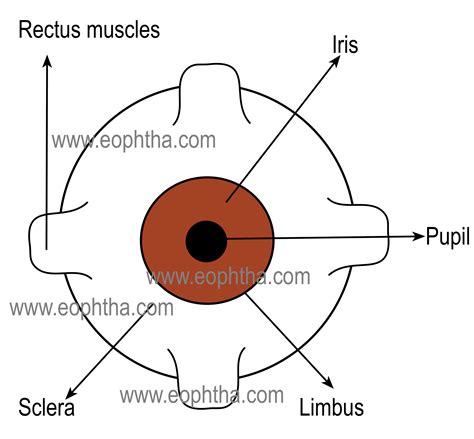 Ocular Anatomy Uvea