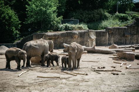 San Diego Zoo elephants sense earthquake, form protective circle
