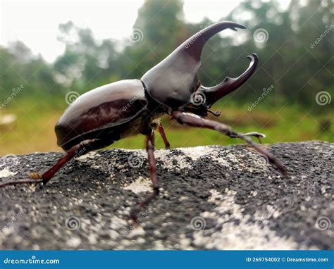 The horn beetle stock photo. Image of type, widespread - 269754002