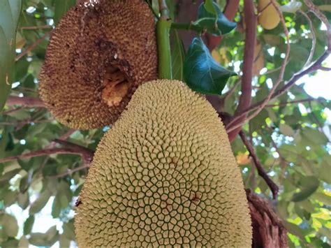 Man Hospitalized After Jackfruit Fell On His Head Tests Positive For ...