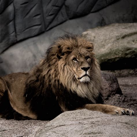 Download wallpaper 2780x2780 lion, pose, predator, big cat, stone ipad ...