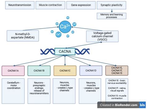 A Review of the CACNA Gene Family: Its Role in Neurological Disorders