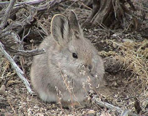Pygmy Rabbit Facts 的图像结果