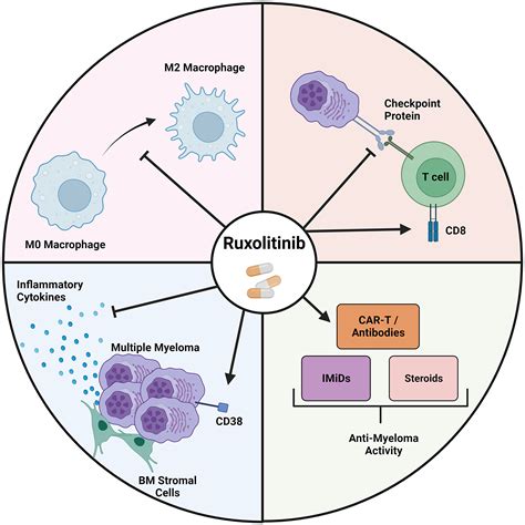 Preclinical and clinical evaluation of the Janus Kinase inhibitor ruxolitinib in multiple ... - mechanism of jak inhibitor