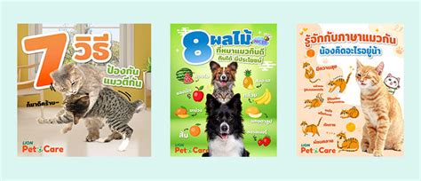 Lion Pet Care - Case Study | Augment EN