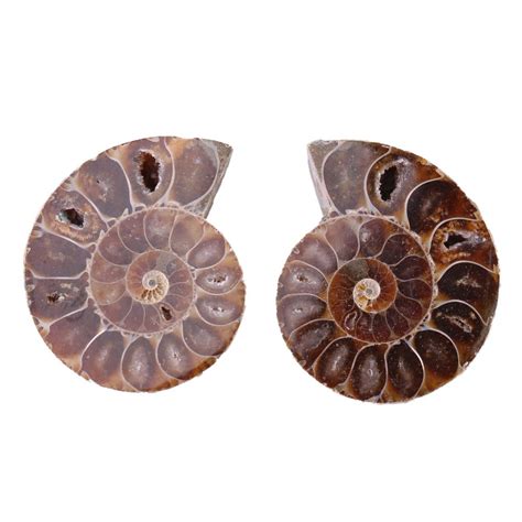 2pcs Shell Fossil Specimen Ammonite Madagascar Extinct Natural Stones ...