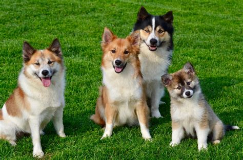 Caradoc Kennel - Icelandic Sheepdog Puppies, Icelandic Sheepdog Breeder ...