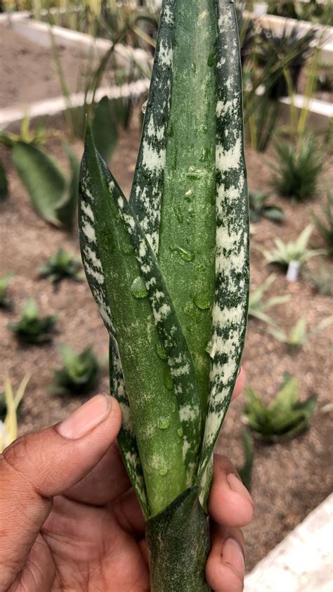 SANSEVIERIA GREEN MERMAID PUP – Fermosa plants