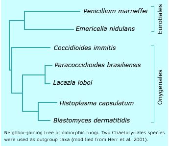 Dimorphic Fungal genomes | Broad Institute