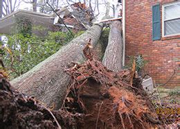 Image result for Alpharetta Tree Service