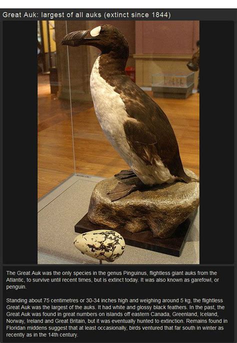 Image result for Most Interesting Extinct Animals